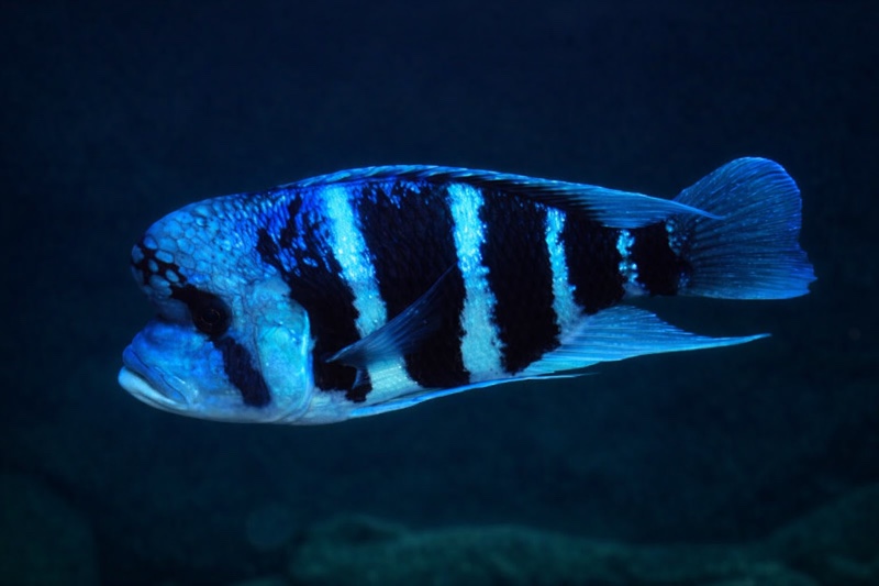 Cyphotilapia frontosa 'Mahale NP'